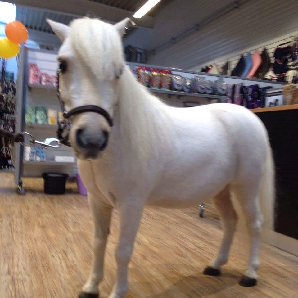 Horze Hillerød d 1/10-16 billede 3