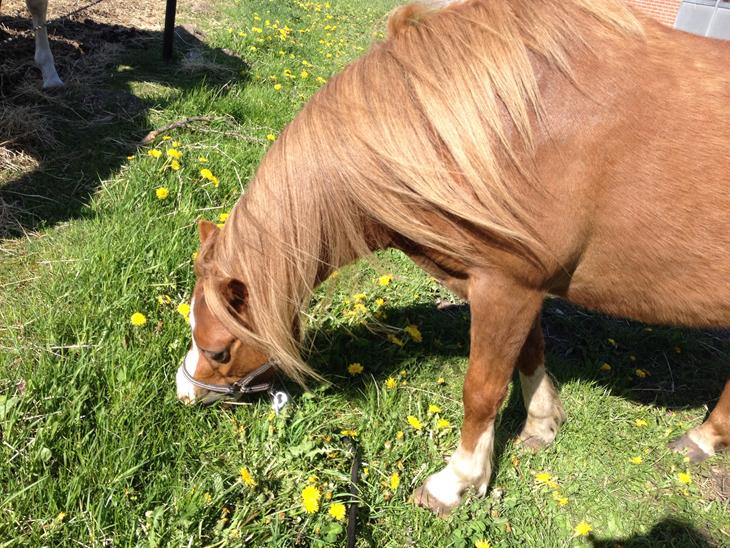 {{currentPhoto.altText}} billede {{currentPhoto.number}}