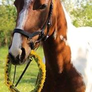 Prinsesse af Mønstergården