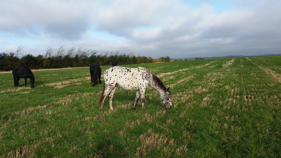 Slinger hest  billede 6