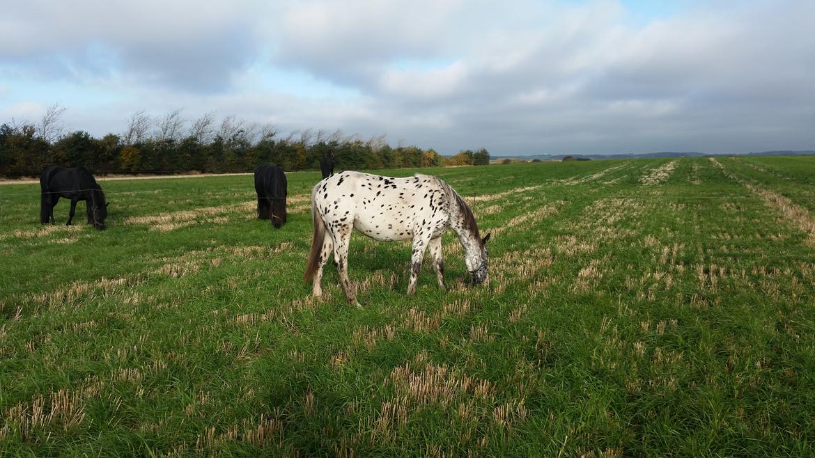 Slinger hest  billede 7