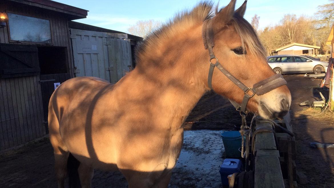 Alle heste jeg har redet i mit liv. <3 - Ronja. fjordhest hoppe. hende her red jeg d. 6. december 2016 på en lille skovtur. hun har en dårlig vane med at udnytte sin styrke ved at gå sine egne veje og når man så trækker med hende, så trækker hun en efter sig, medmindre man er stærk nok til at stoppe hende. hun har engang imellem også sine egne holdninger når man er i sadlen, men hun er sød og kærlig og med lidt træning (specielt longe og bak) så vil hun blive go! hun står på en gård på vestamager. billede 80