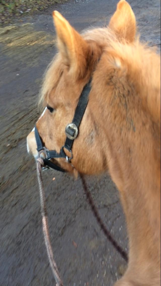 Alle heste jeg har redet i mit liv. <3 - soffy. ukendt alder og afstamning. jeg red denne hoppe d. 12. december på fort lyssky. jeg havde ikke adgang til udstyret, så jeg red bare i grime. hun stejlede lidt på vej ud på tur, men efter lidt HEY og ØV og et par vendinger så gik det fint. vi skridtede og travede i kongelunden og det blev en kort med god tur billede 83