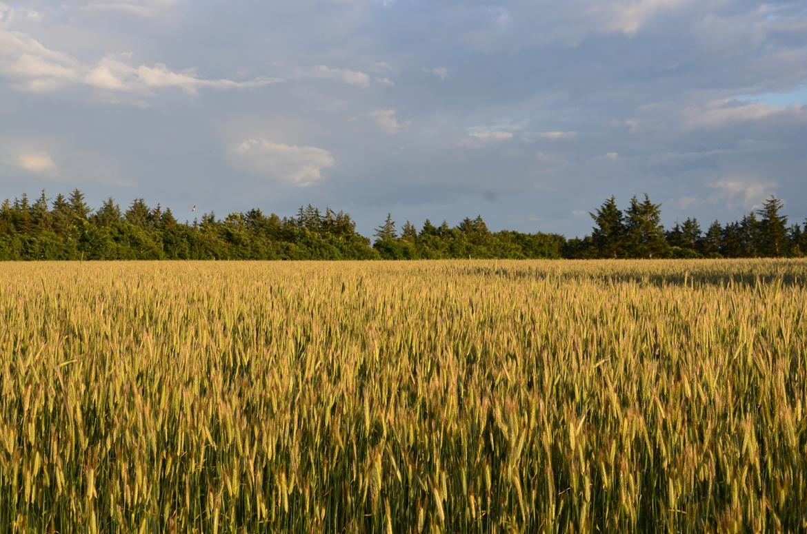 Mit hjem og min hverdag - Vårrug - en "glemt" kornsort, som vi er nogen af de ganske få i Danmark, som dyrker. Den bliver på bare tre måneder forvandlet fra en lille kerne til et ca. 2 meter højt strå. billede 6