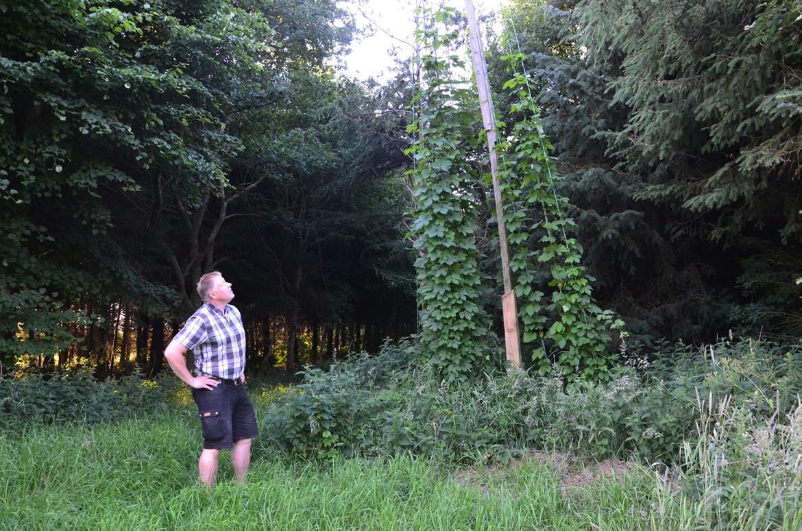 Mit hjem og min hverdag - I udkanten af skoven dyrker vi humle, som vi bruger til egen ølbrygning... kun på hobbyplan, men stadig spændende. billede 7