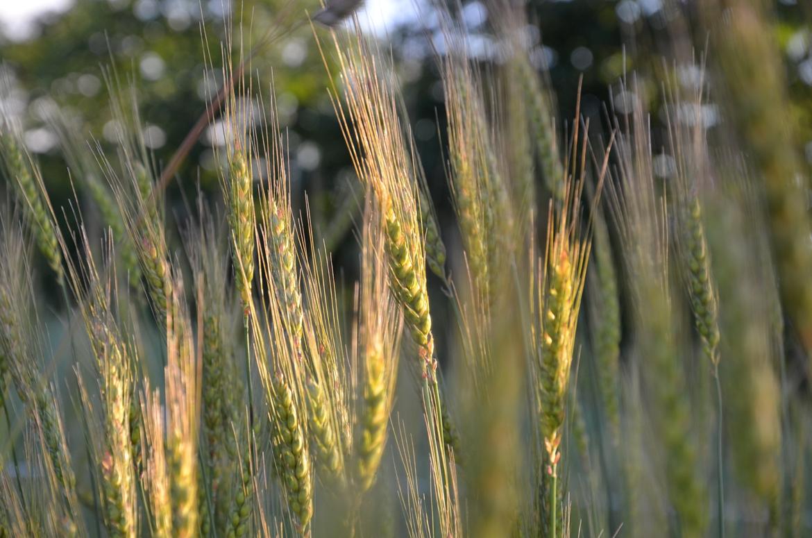 Mit hjem og min hverdag - Goldblume hvede billede 14