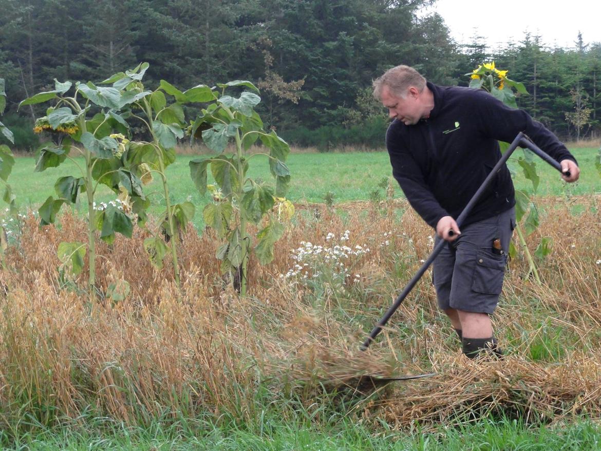 Mit hjem og min hverdag - Nogle forsøgsparceller, når man arbejder med mange sorter, er så små, at de ikke kan høstes med mejetærsker. Så må gode gamle metoder i brug - her er det Anders med leen. billede 19