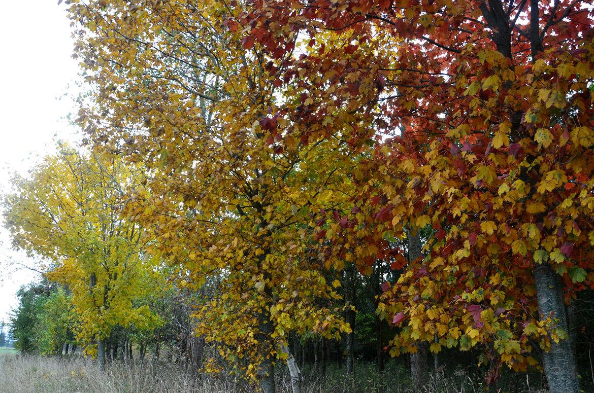 Mit hjem og min hverdag - Smukke efterårsfarver - lind og ahorn i udkanten af Kirsebærskoven billede 26