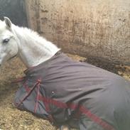 Sigersholmgårds Jeuness