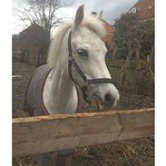 Sigersholmgårds Jeuness