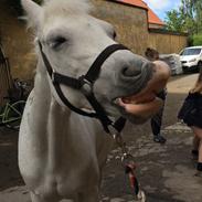 Sigersholmgårds Jeuness