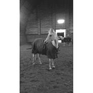 Sigersholmgårds Jeuness