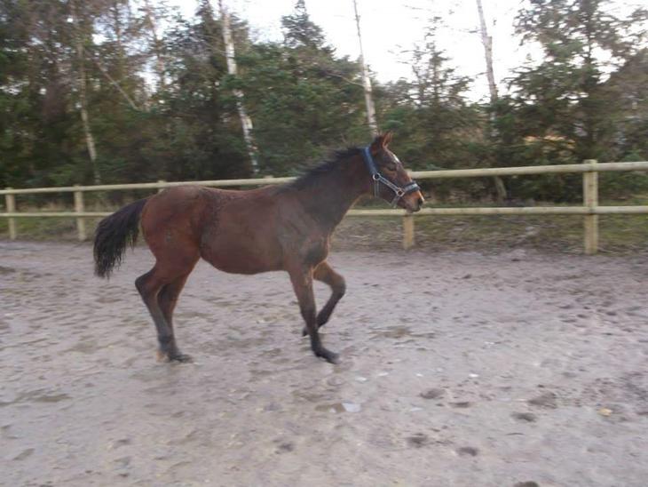 {{currentPhoto.altText}} billede {{currentPhoto.number}}