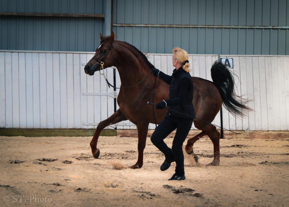 Hingste dag Husted Arabians  billede 1