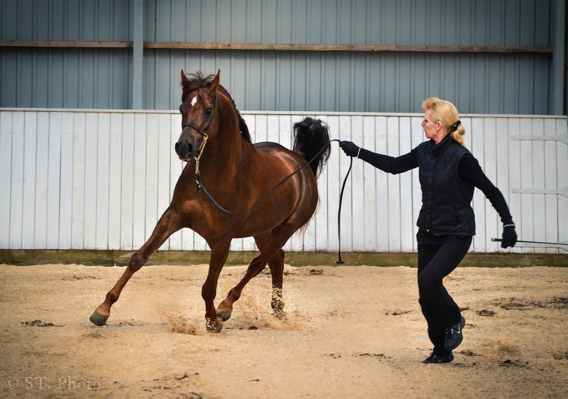 Hingste dag Husted Arabians  billede 2