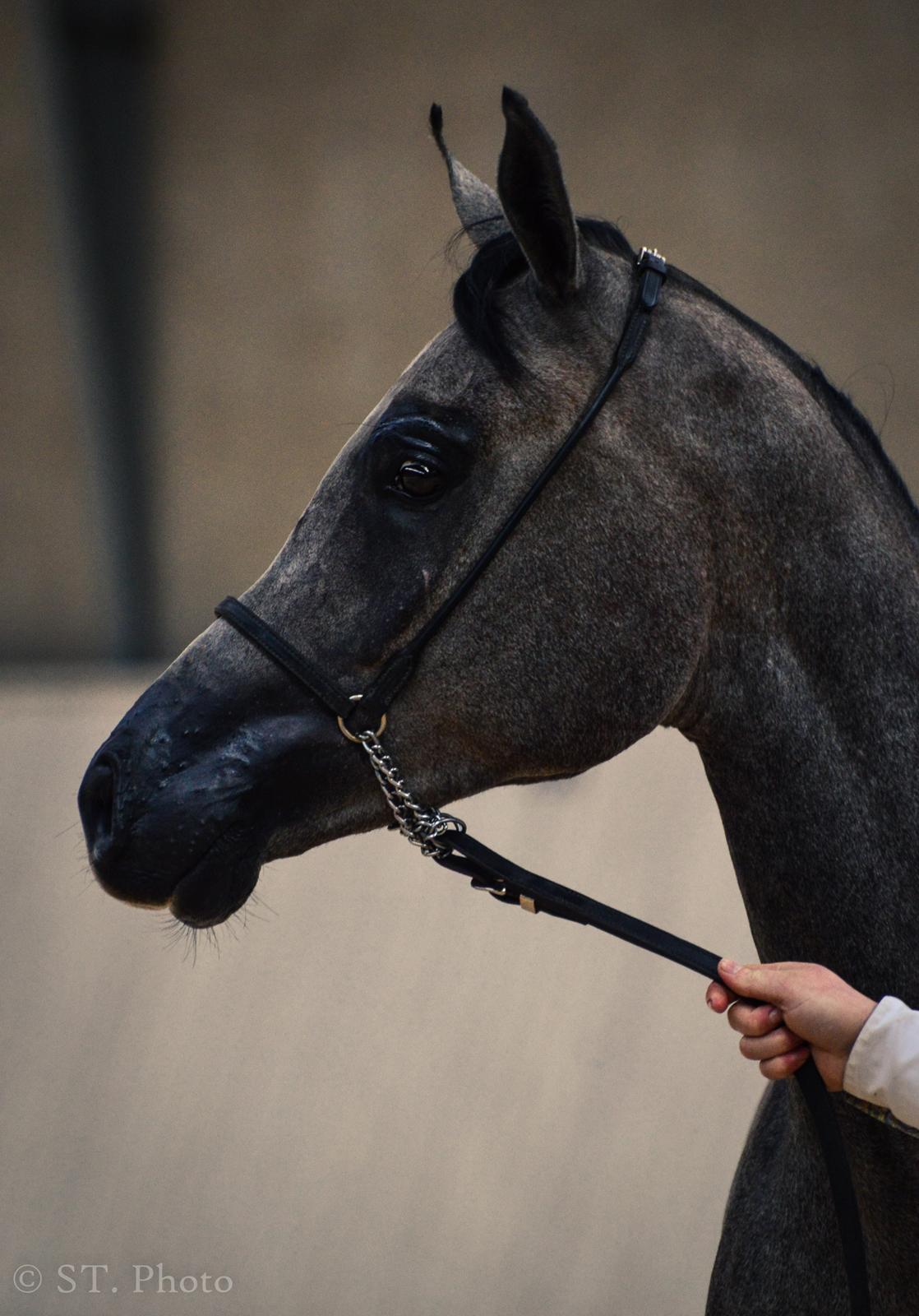 Hingste dag Husted Arabians  billede 4