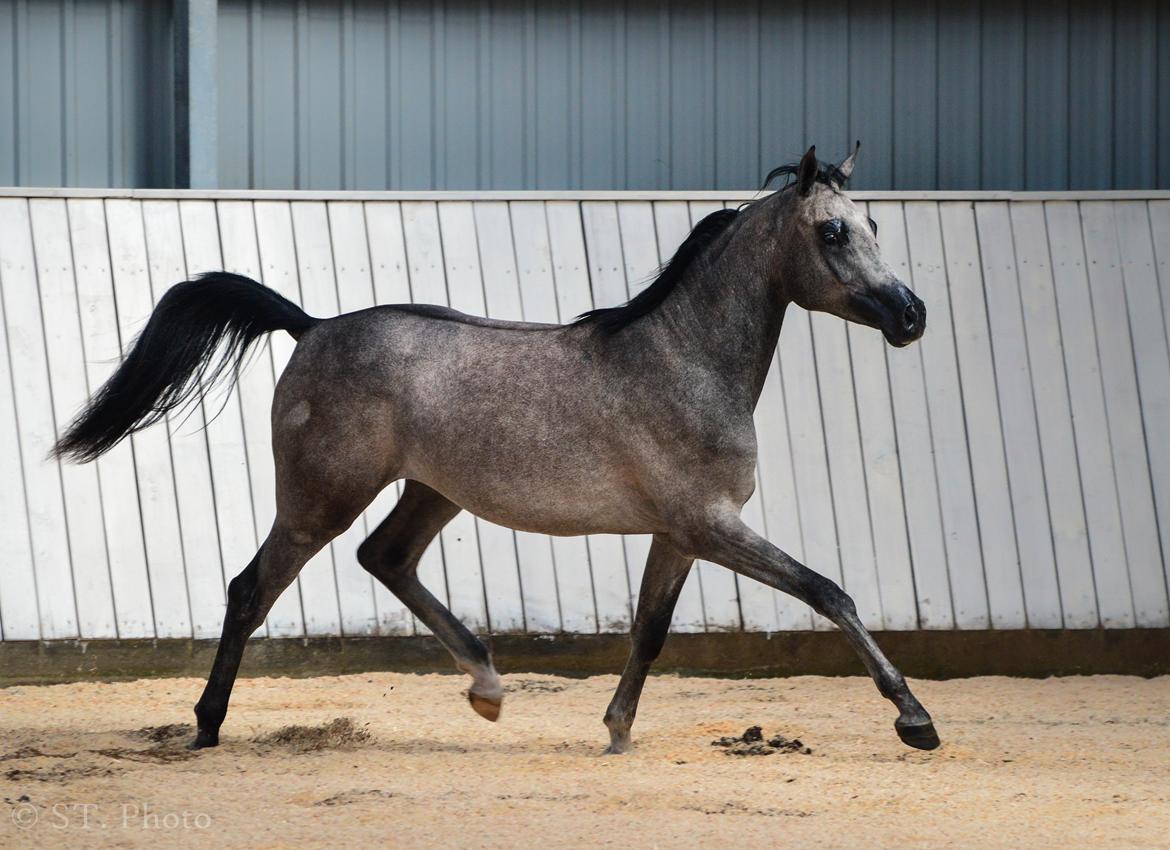 Hingste dag Husted Arabians  billede 5