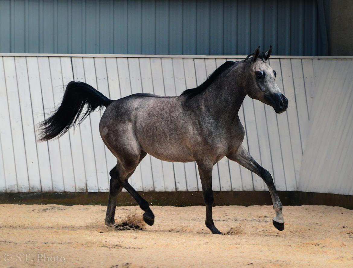Hingste dag Husted Arabians  billede 6