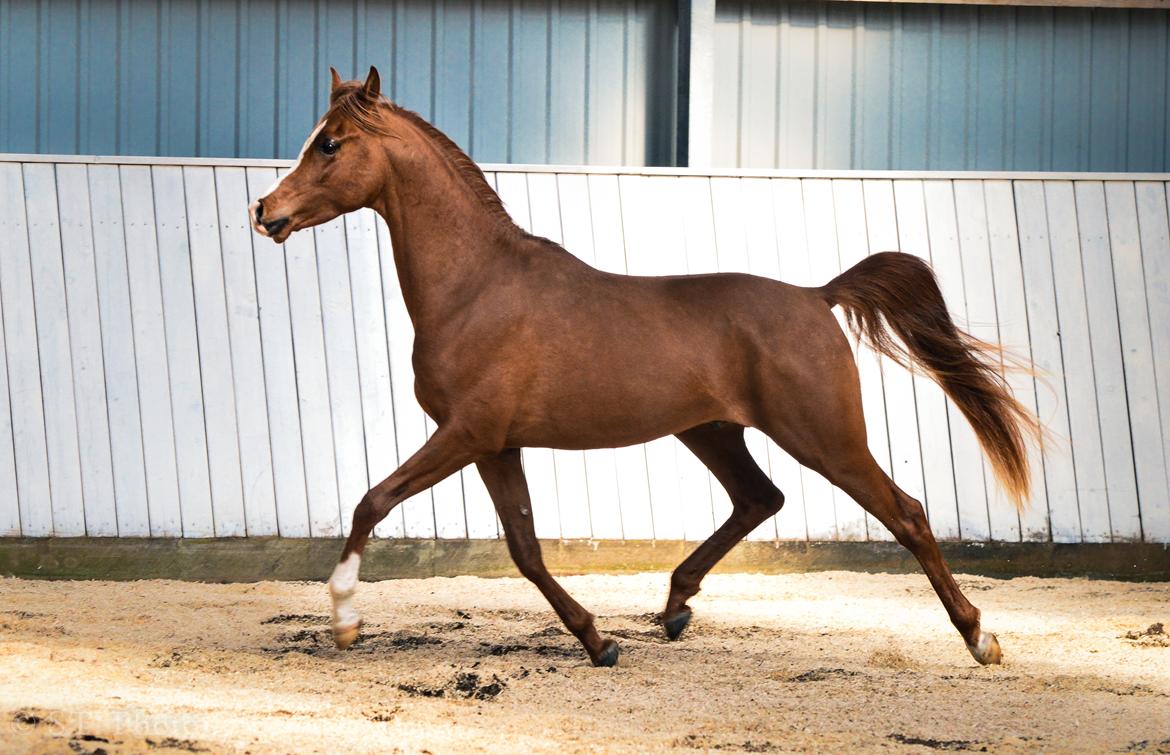 Hingste dag Husted Arabians  billede 7