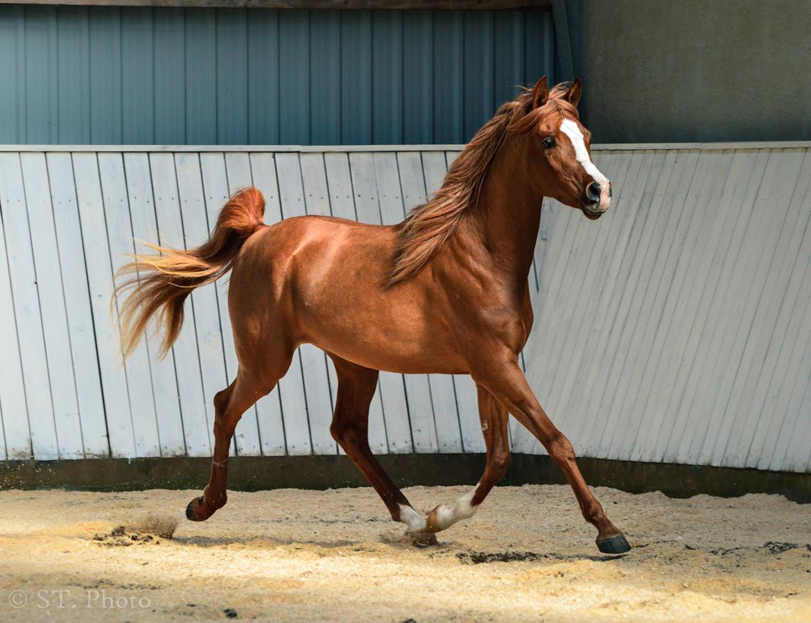 Hingste dag Husted Arabians  billede 8