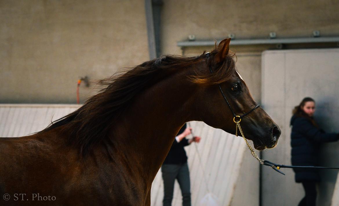 Hingste dag Husted Arabians  billede 3