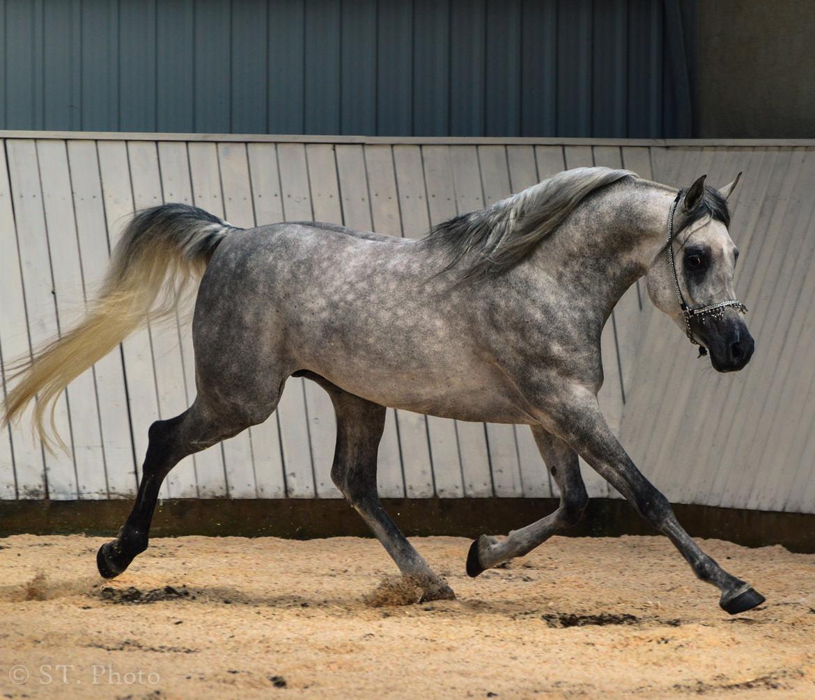 Hingste dag Husted Arabians  billede 10