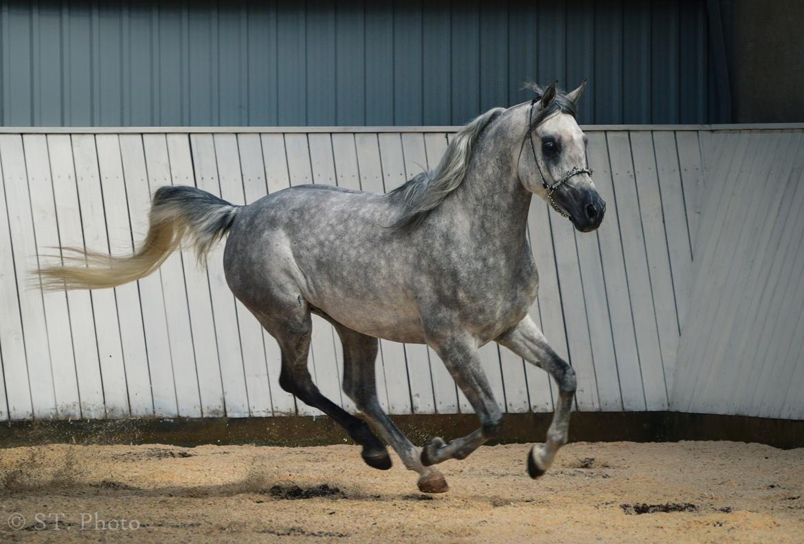 Hingste dag Husted Arabians  billede 11