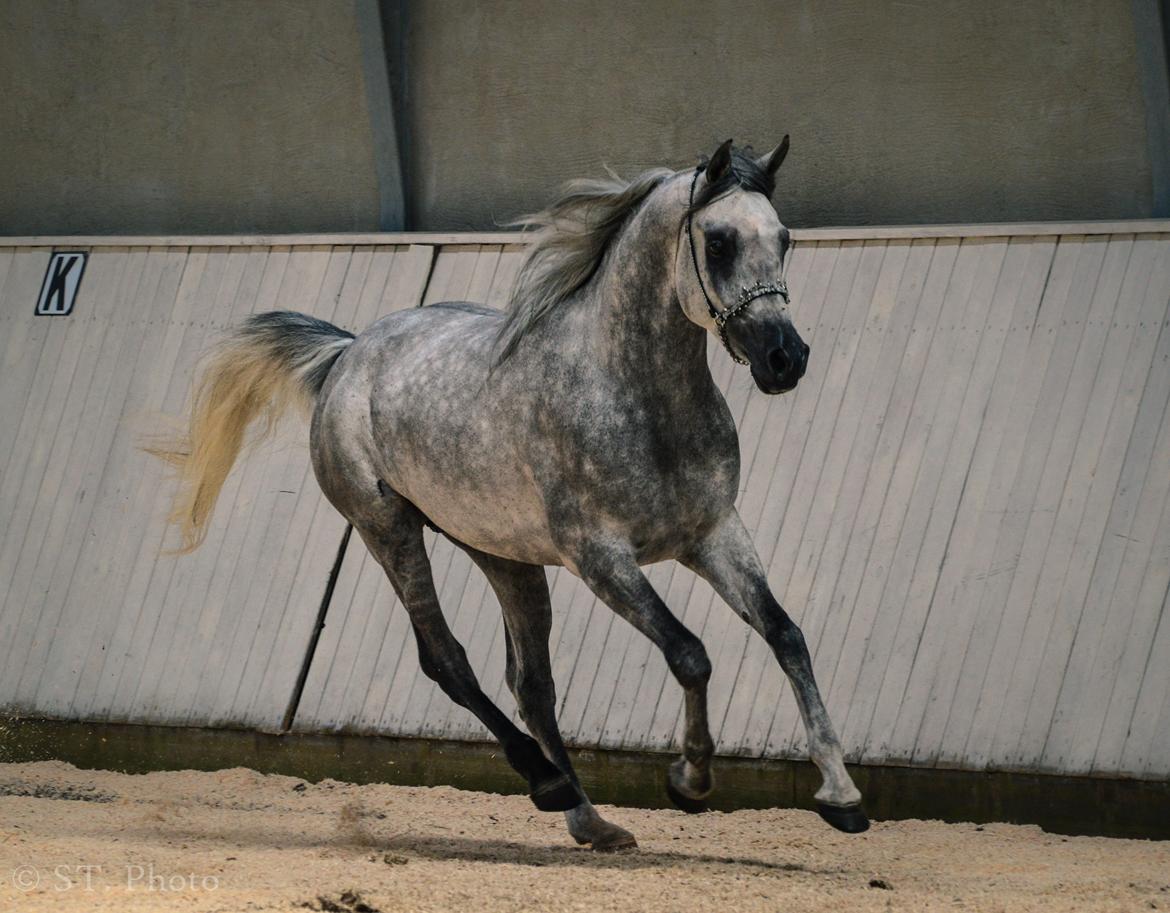 Hingste dag Husted Arabians  billede 12