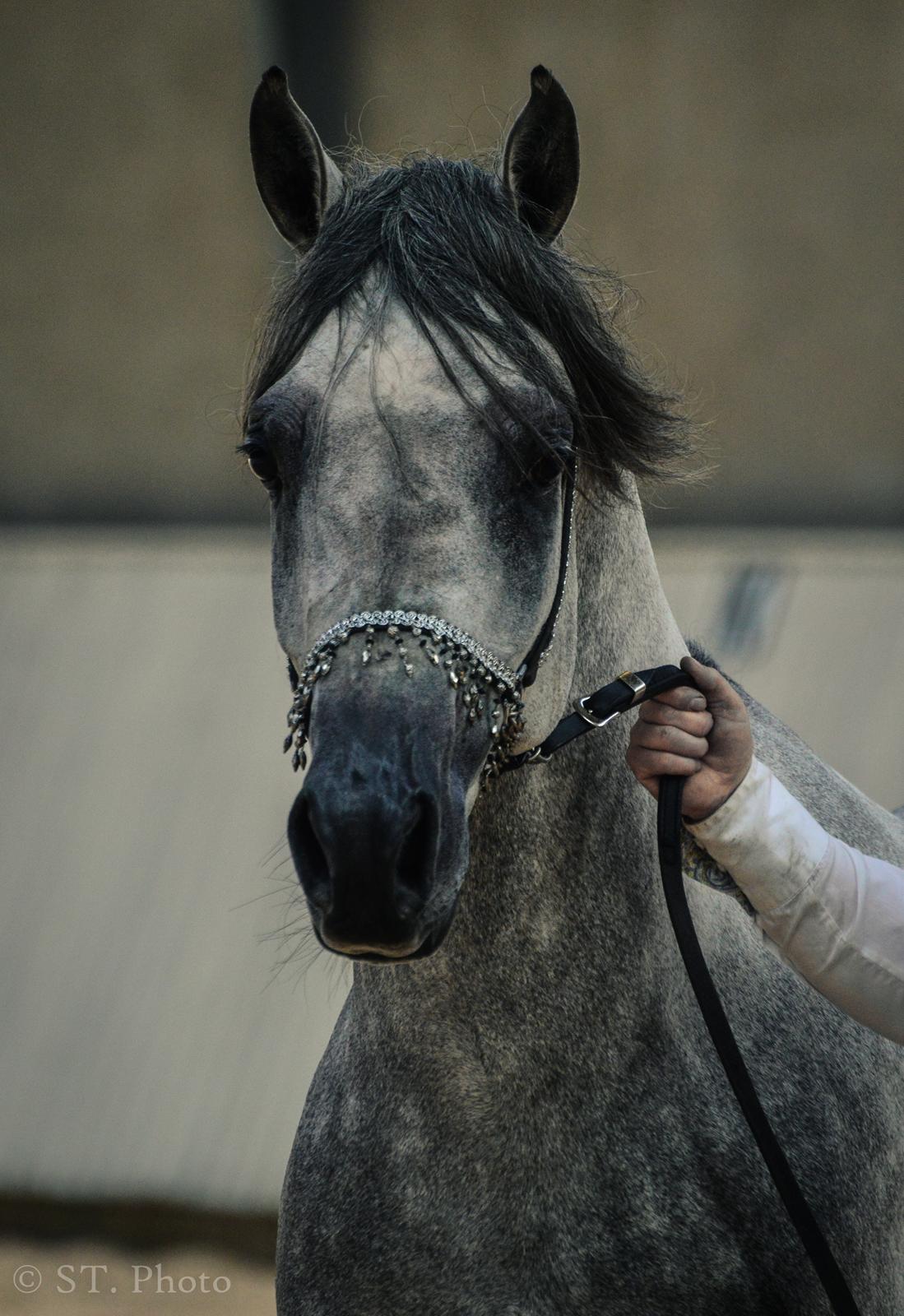 Hingste dag Husted Arabians  billede 9