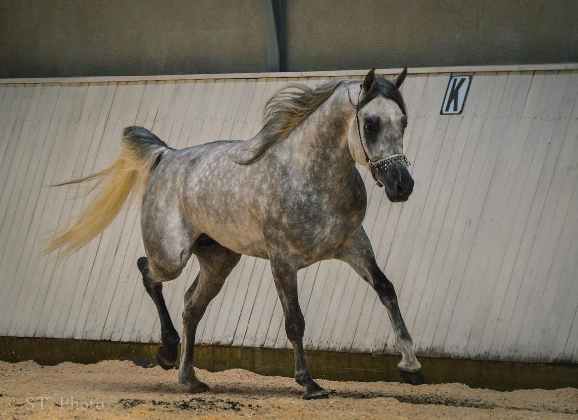 Hingste dag Husted Arabians  billede 13