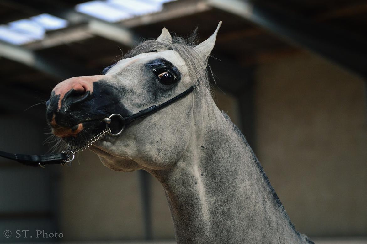 Hingste dag Husted Arabians  billede 15