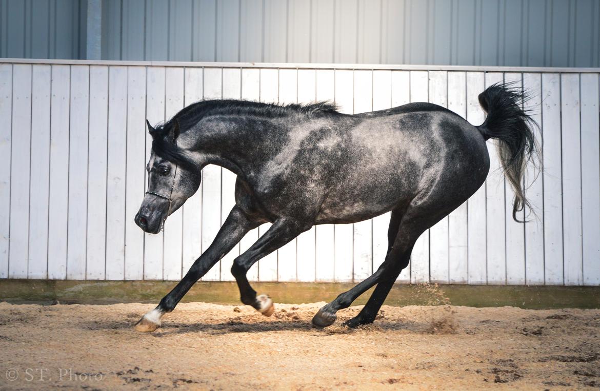 Hingste dag Husted Arabians  billede 14