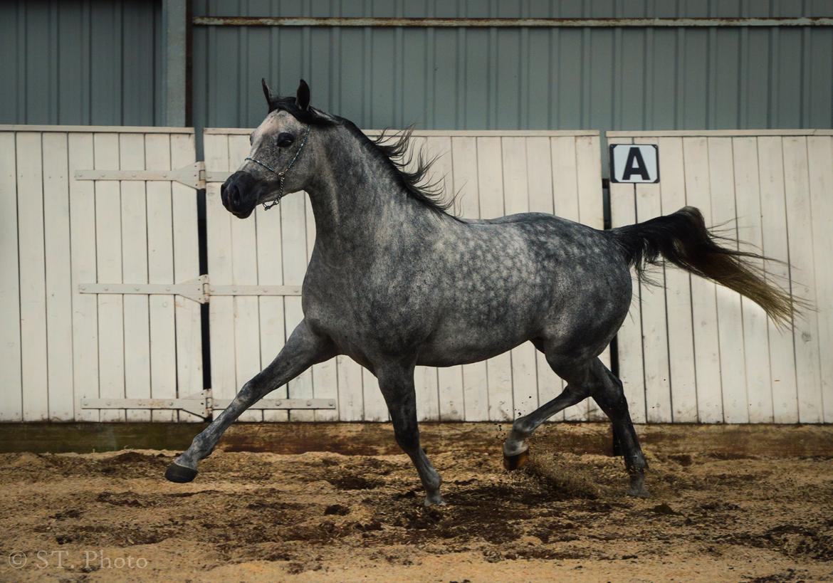 Hingste dag Husted Arabians  billede 18
