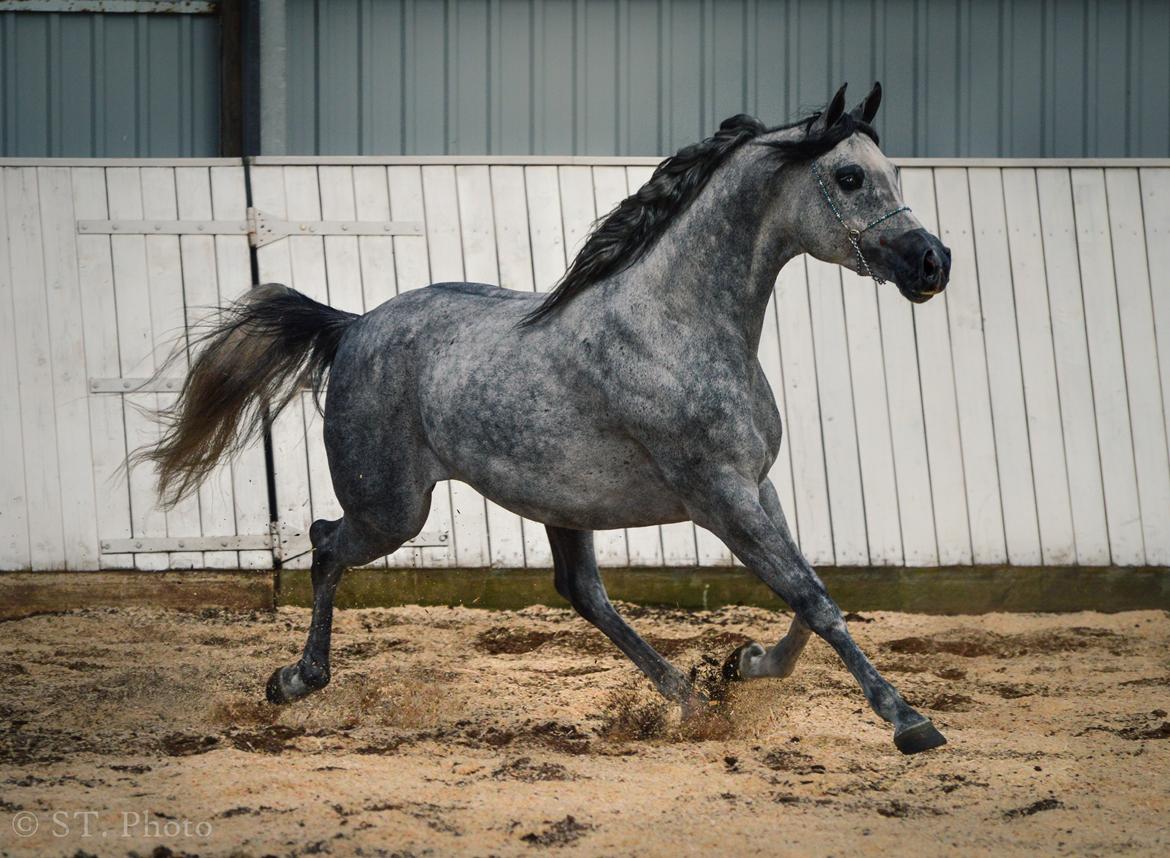 Hingste dag Husted Arabians  billede 19