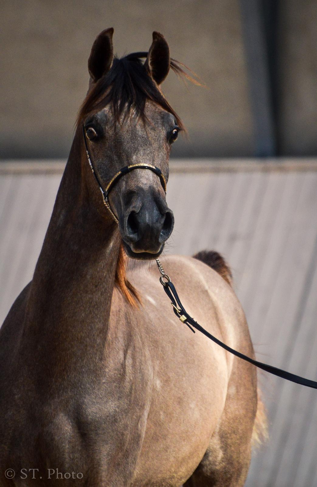 Hingste dag Husted Arabians  billede 20