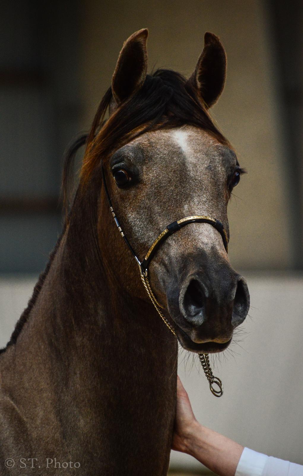 Hingste dag Husted Arabians  billede 21
