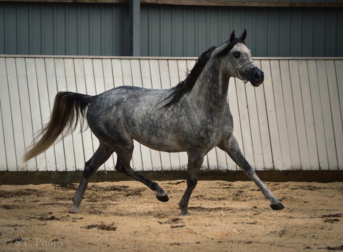 Hingste dag Husted Arabians  billede 17