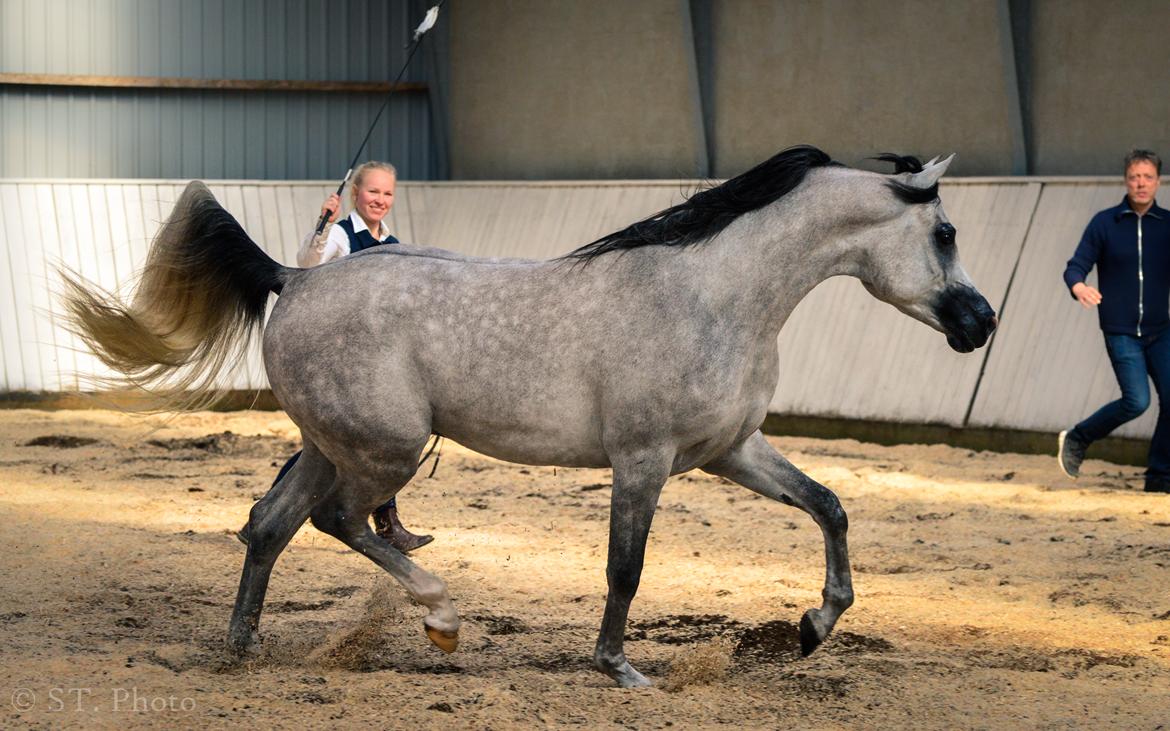 Hingste dag Husted Arabians  billede 23