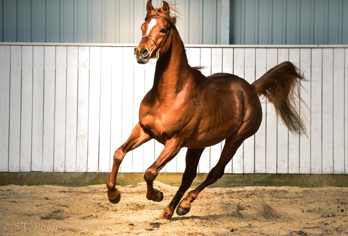 Hingste dag Husted Arabians  billede 24