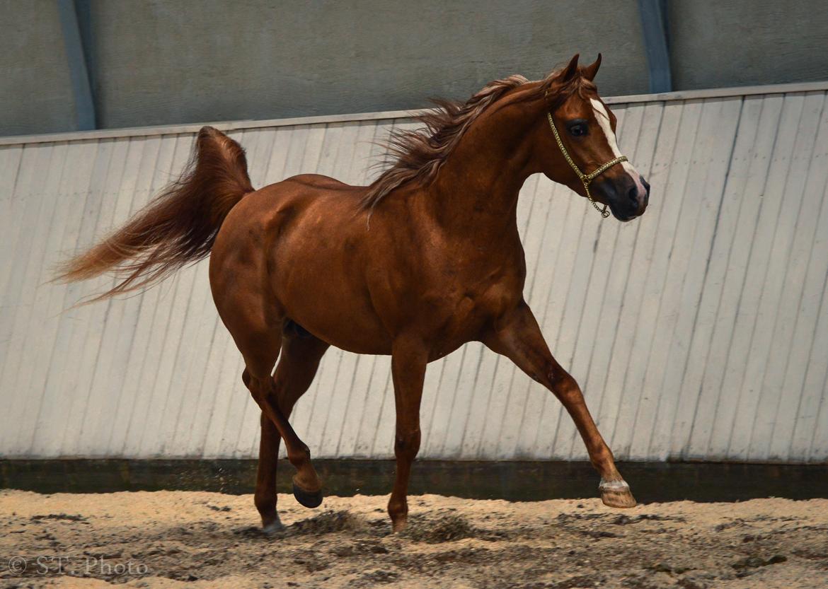 Hingste dag Husted Arabians  billede 25