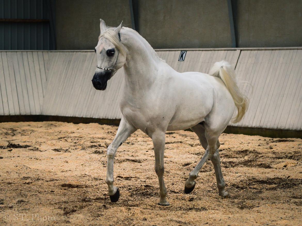 Hingste dag Husted Arabians  billede 26