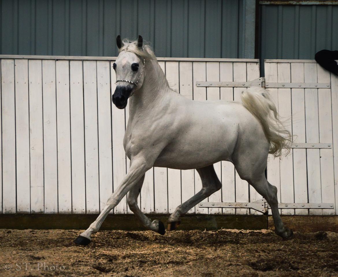 Hingste dag Husted Arabians  billede 27
