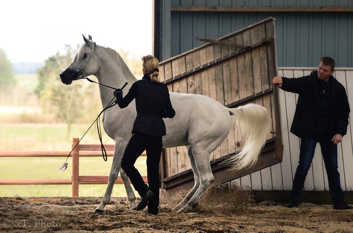 Hingste dag Husted Arabians  billede 28