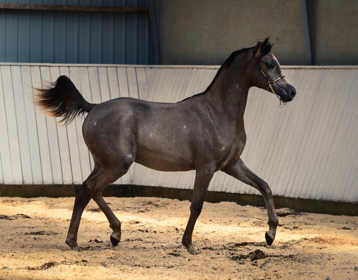 Hingste dag Husted Arabians  billede 22