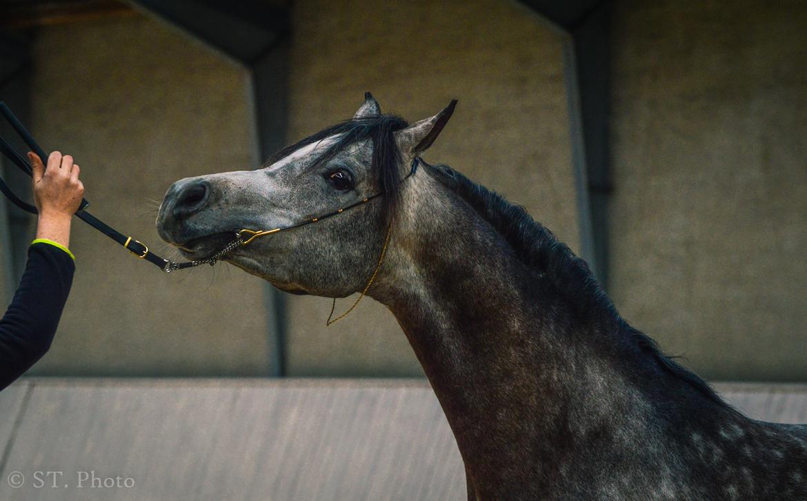 Hingste dag Husted Arabians  billede 29