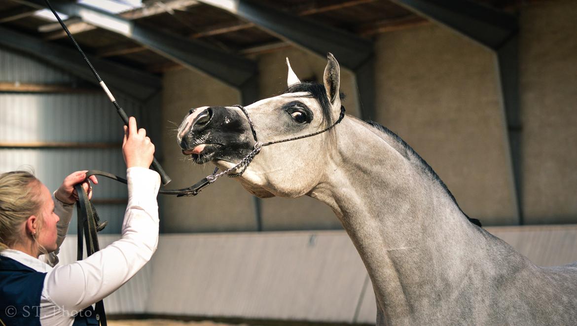 Hingste dag Husted Arabians  billede 31