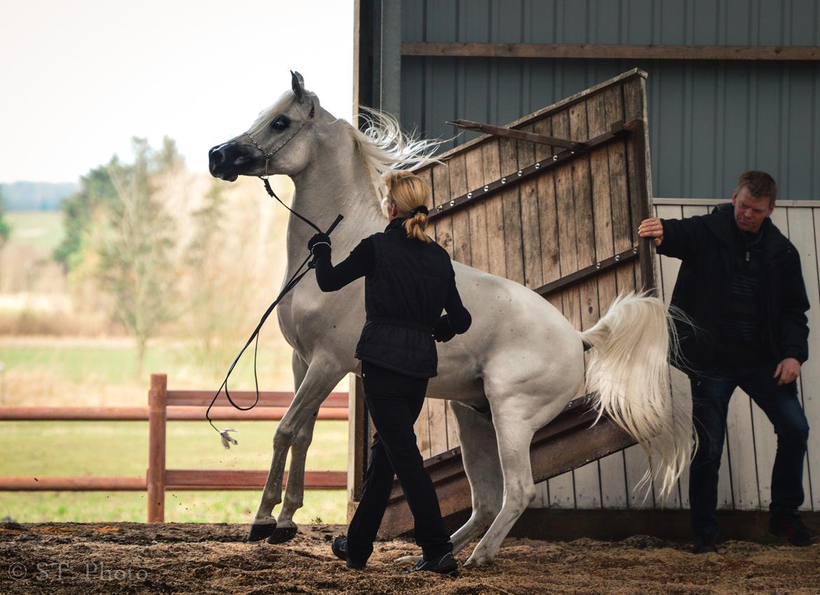Hingste dag Husted Arabians  billede 32