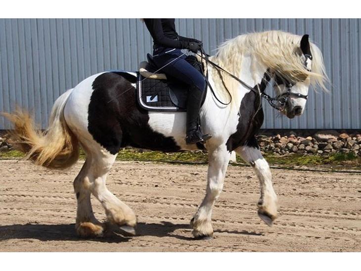 {{currentPhoto.altText}} billede {{currentPhoto.number}}