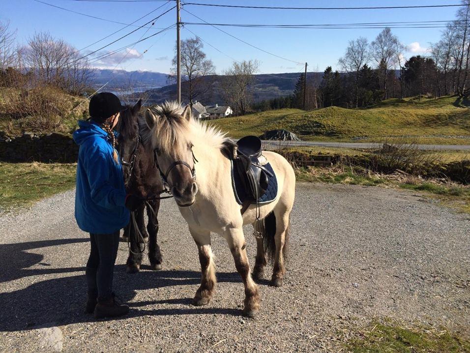 Alle heste jeg har redet i mit liv. <3 - Liva, 2013(navn og år usikkert), Sølvfarvet fjordhest hoppe i Norge, Falkanger. Hun står på sætregården og er privatejet. Min søster arbejder her og underviser. Jeg var på besøg i Norge og istedet for at kigge på min søster undervise, så spurgte ejerne om jeg ville ride hende her. Hun var super sød i skridt og trav, men galop havde hun ingen balance og var meget tung på tøjlen. Efterfølgende har jeg været på besøg i Norge igen, hvor vi red tur. Her red jeg dog ikke på hende, men min søsters vallak. (blaze i dette album) Hun er super sød og med en del træning og lidt vægttab bliver hun super fin. billede 84