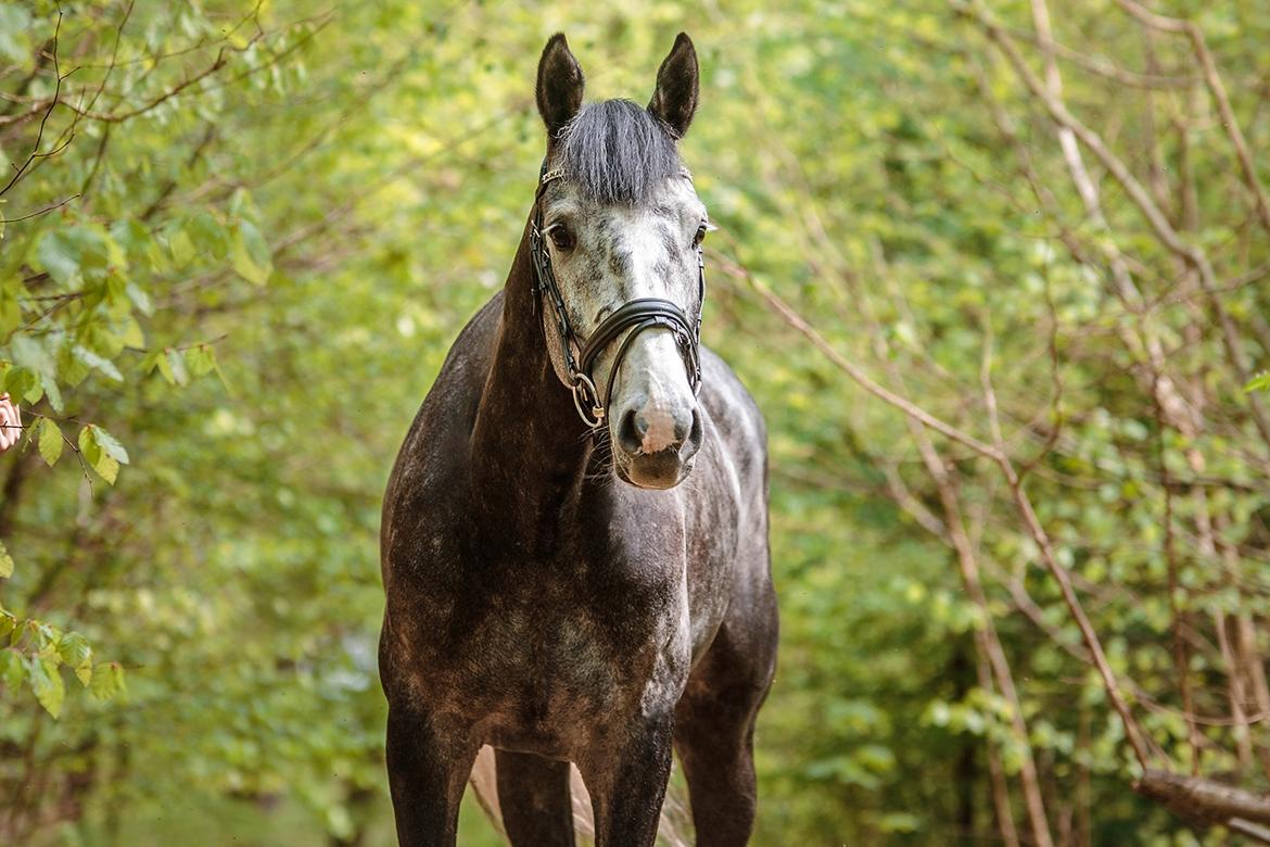 Fotoshoot "Katja Jensen Photography" billede 2